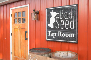 Bad Seed Cidery Fall Back Festival